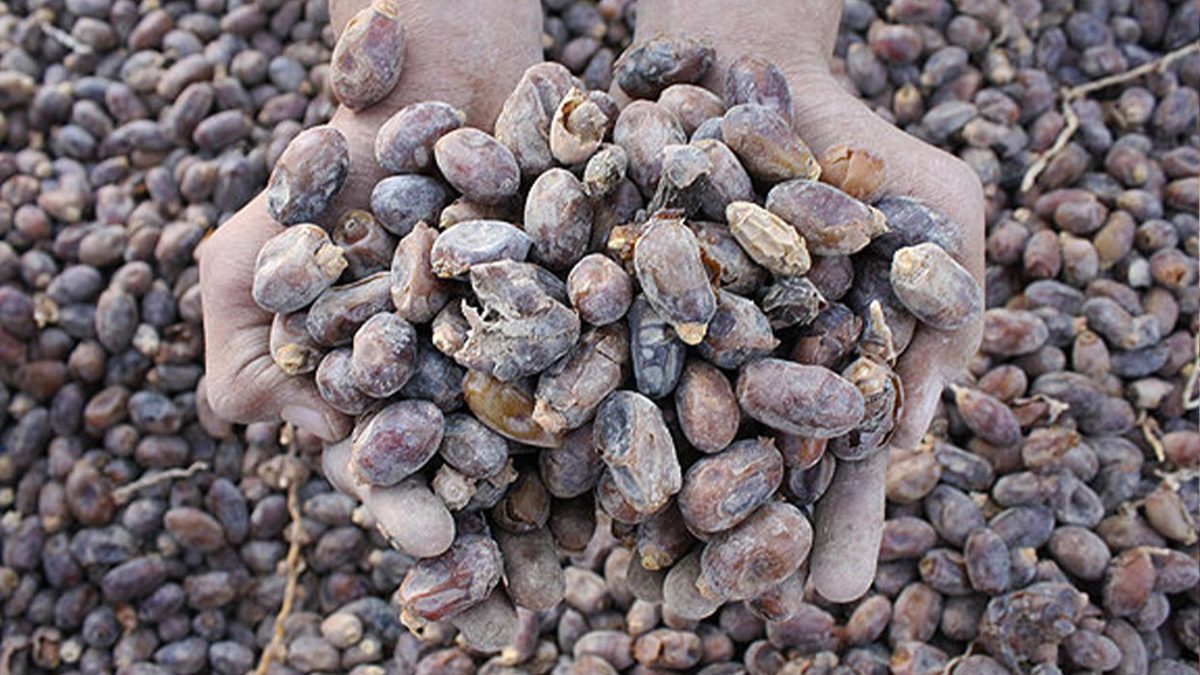 چگونه خرما را خشک کنیم؟