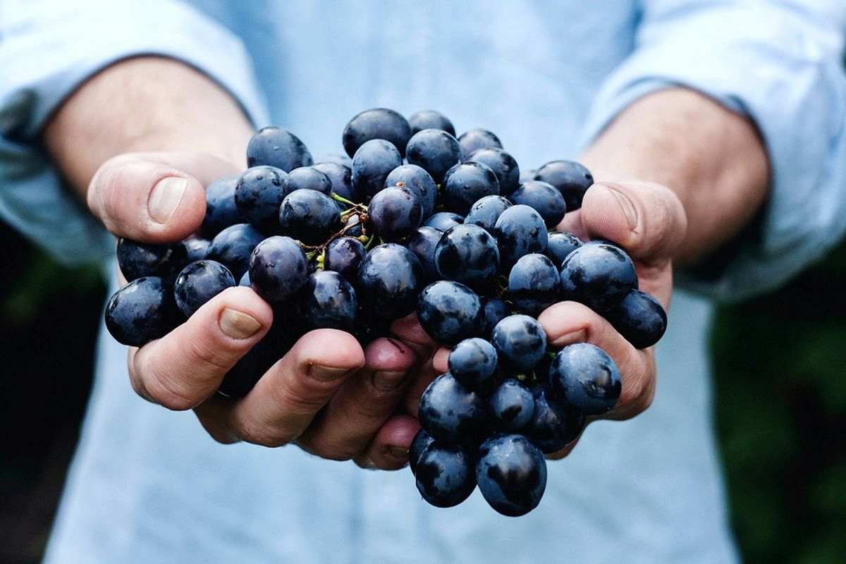 جادوی انگور سیاه برای سلامت